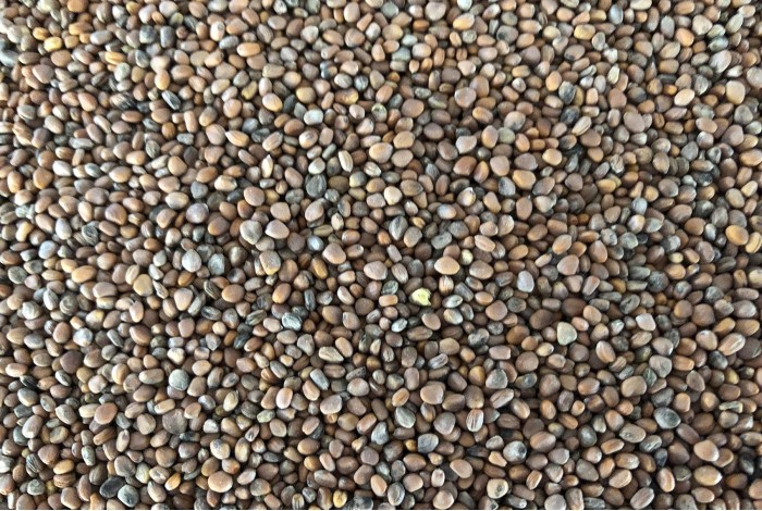 Radish, Black organic seeds